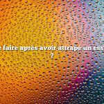 Question : Que faire après avoir attrapé un essaim d’abeilles ?